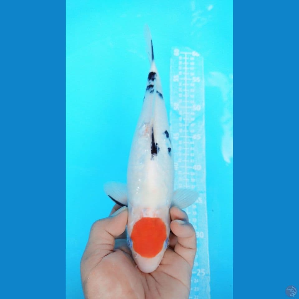TANCHO SANKE 30CM FEMALE