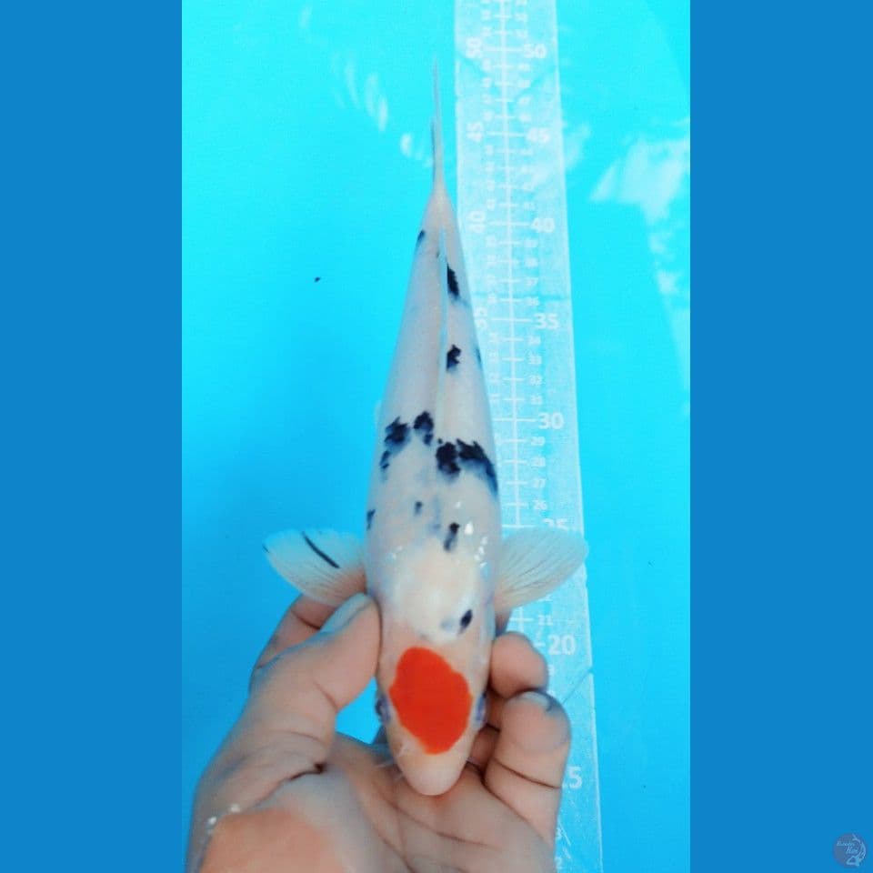 TANCHO SANKE 26CM MALE