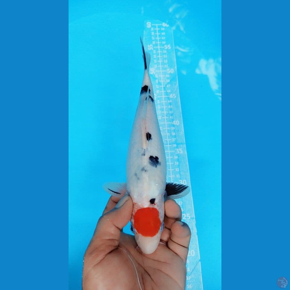 TANCHO SANKE 28CM FEMALE