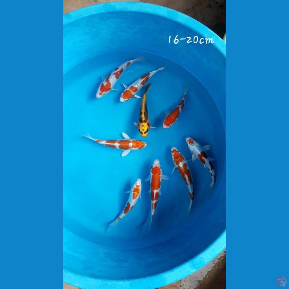 mix 16-20cm.. 9 ekor