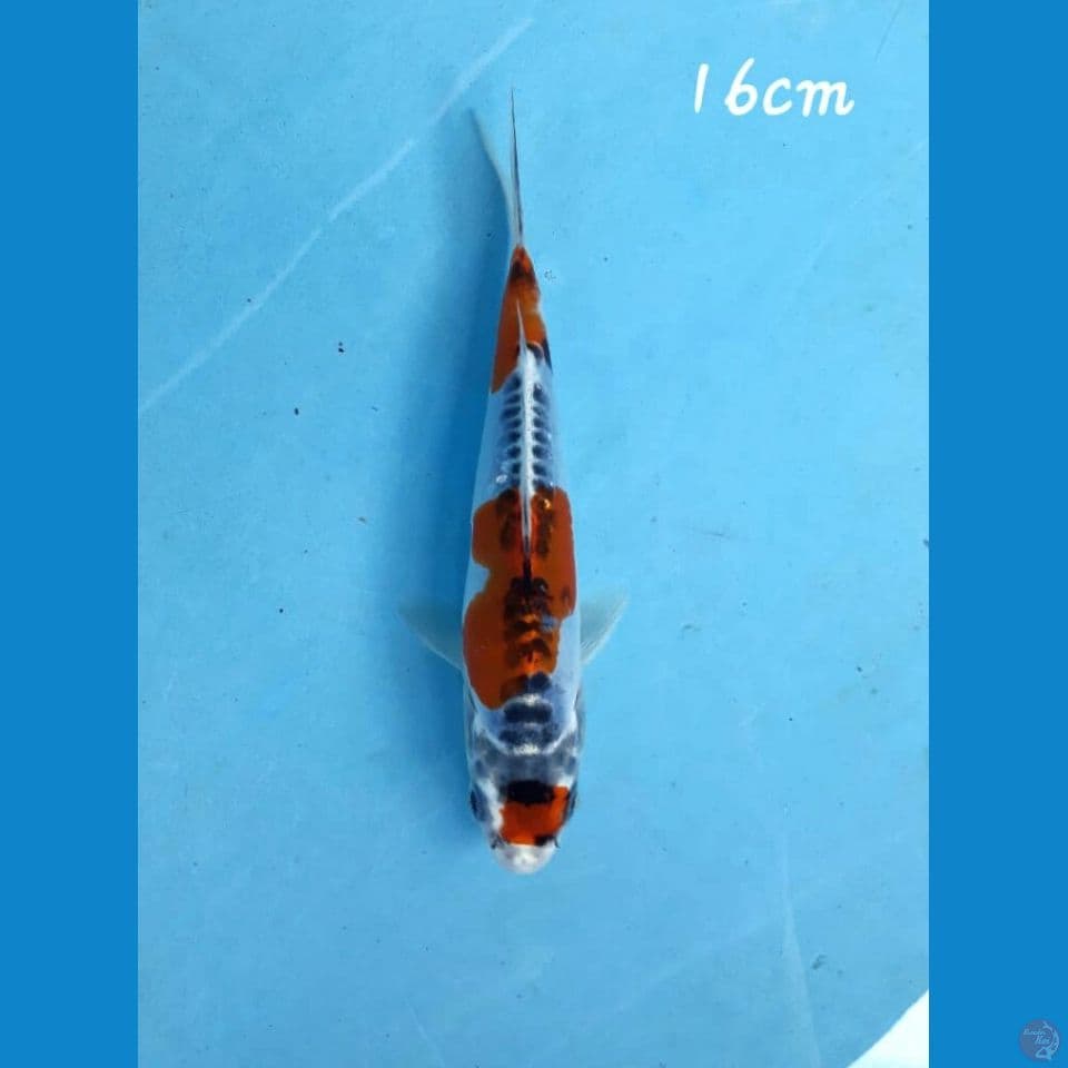 kikokuryu 16cm