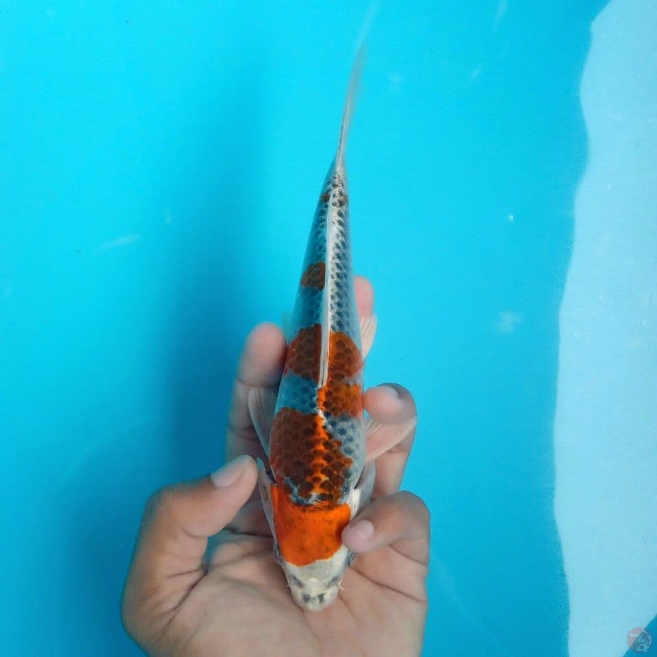 KUJAKU PUTIH BERSIH 20CM