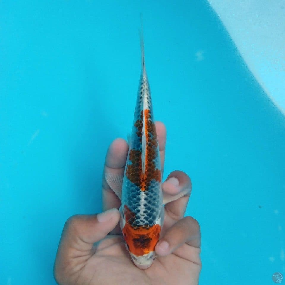 MARUTEN KUJAKU MINI 18CM