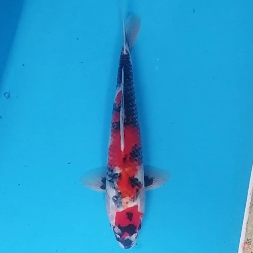 Maruten Showa ~33 M