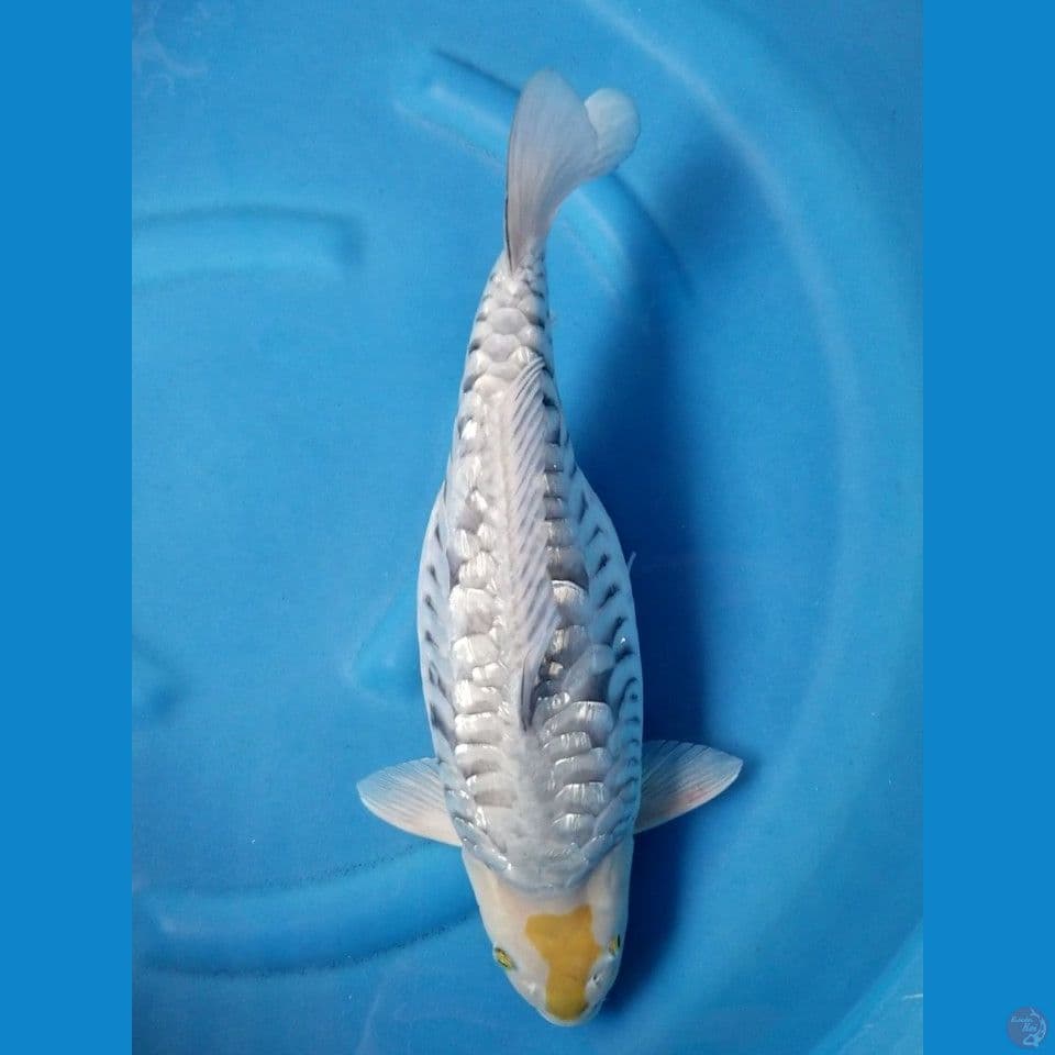 SHORTBODY ARAGOKE GINRIN 43 CM