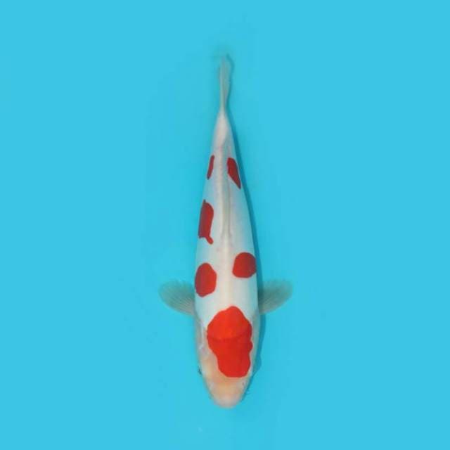 KOHAKU DOITSU 28 CM