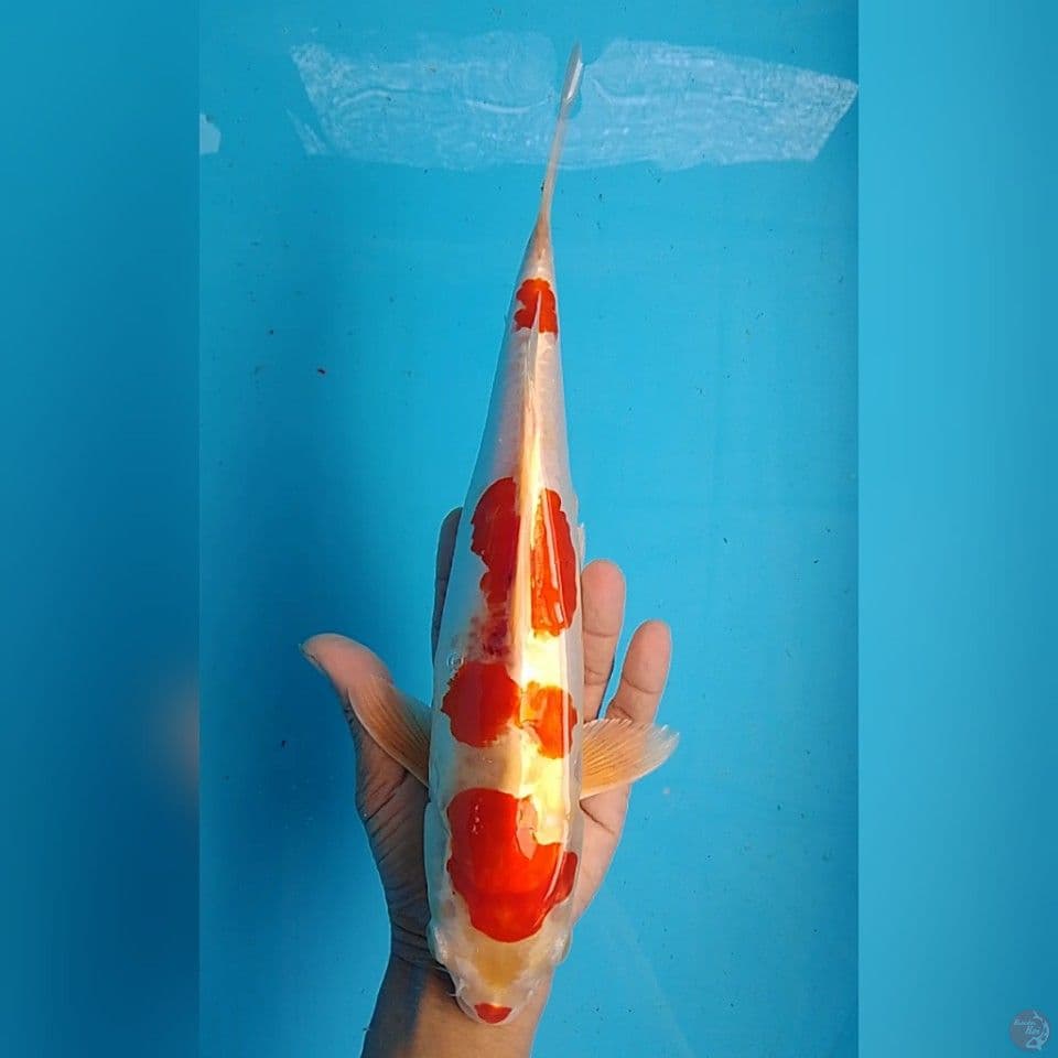 KIKUSHUI size : 32 cm .m