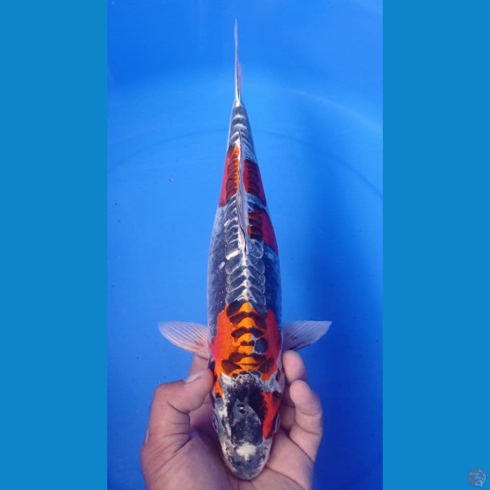 KIKO 38CM