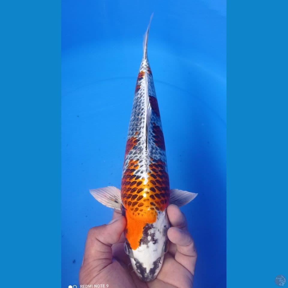 beniginga 35cm