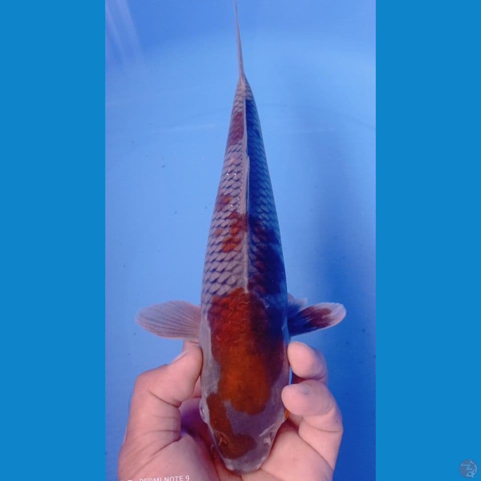 ociba 35cm