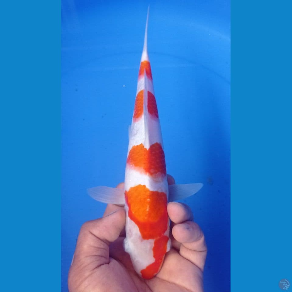kohaku 29cm