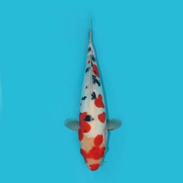 DOITSU SANKE 28 CM