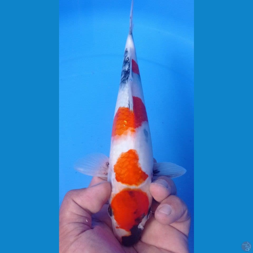 SHOWA  28CM