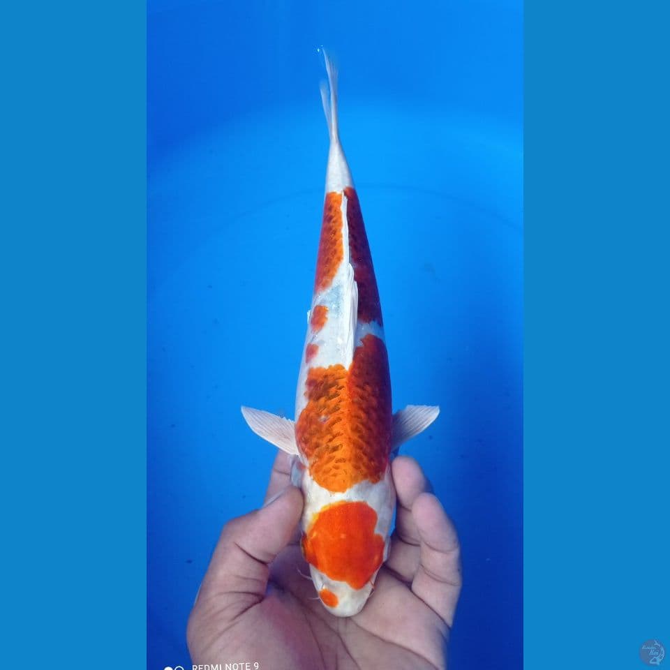 sakura ogon 32cm