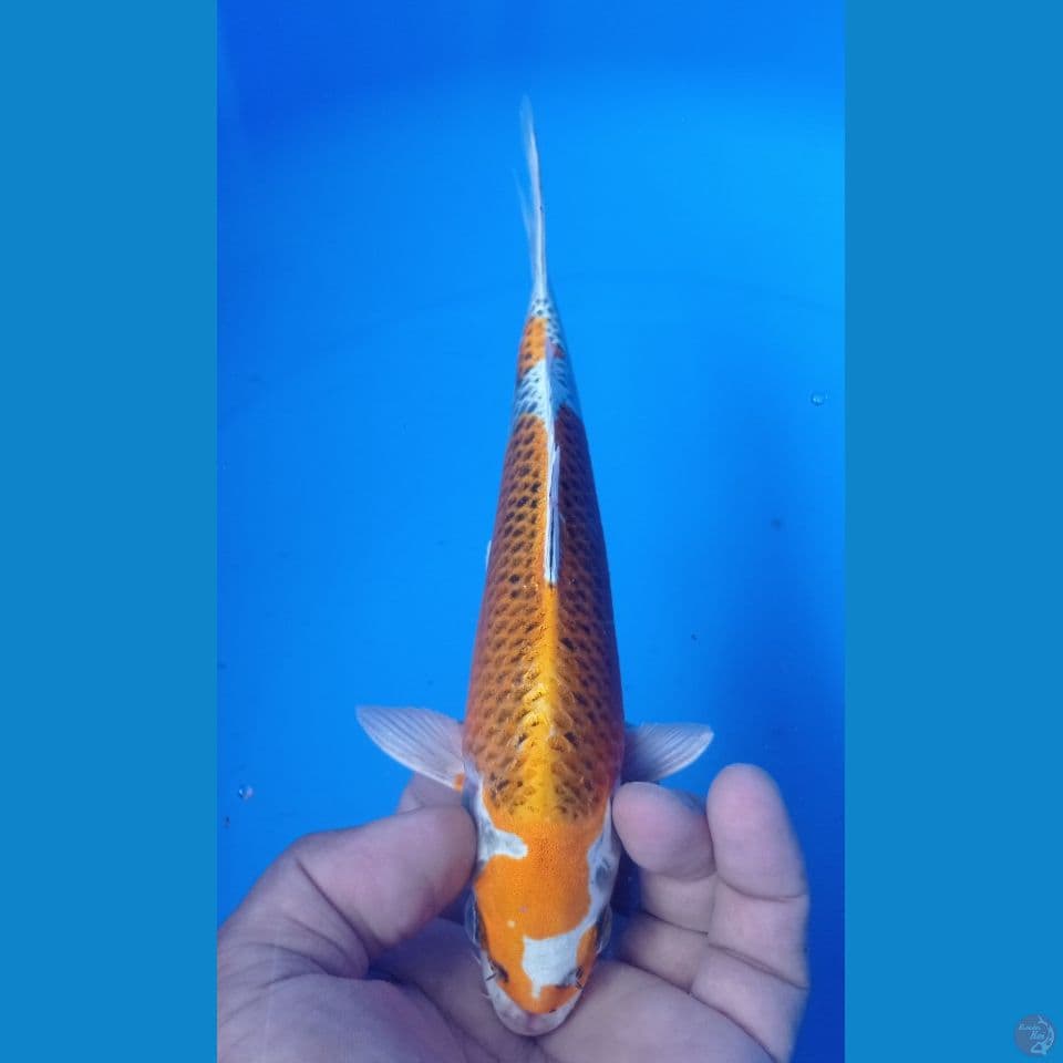 hikary full 24cm