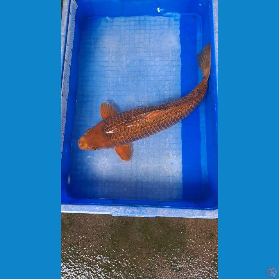 karamel