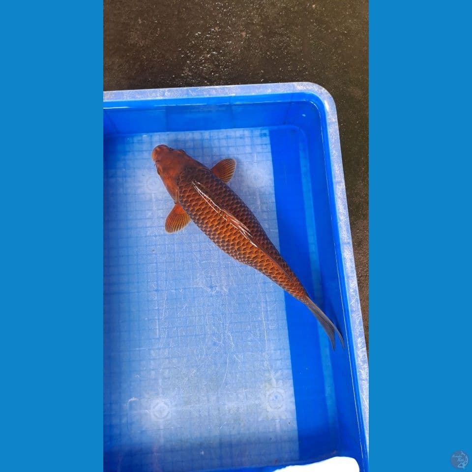 karamel