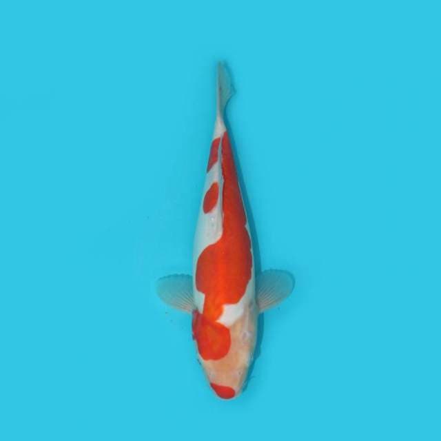 Kohaku HQ Doitsu Murni  28 Cm