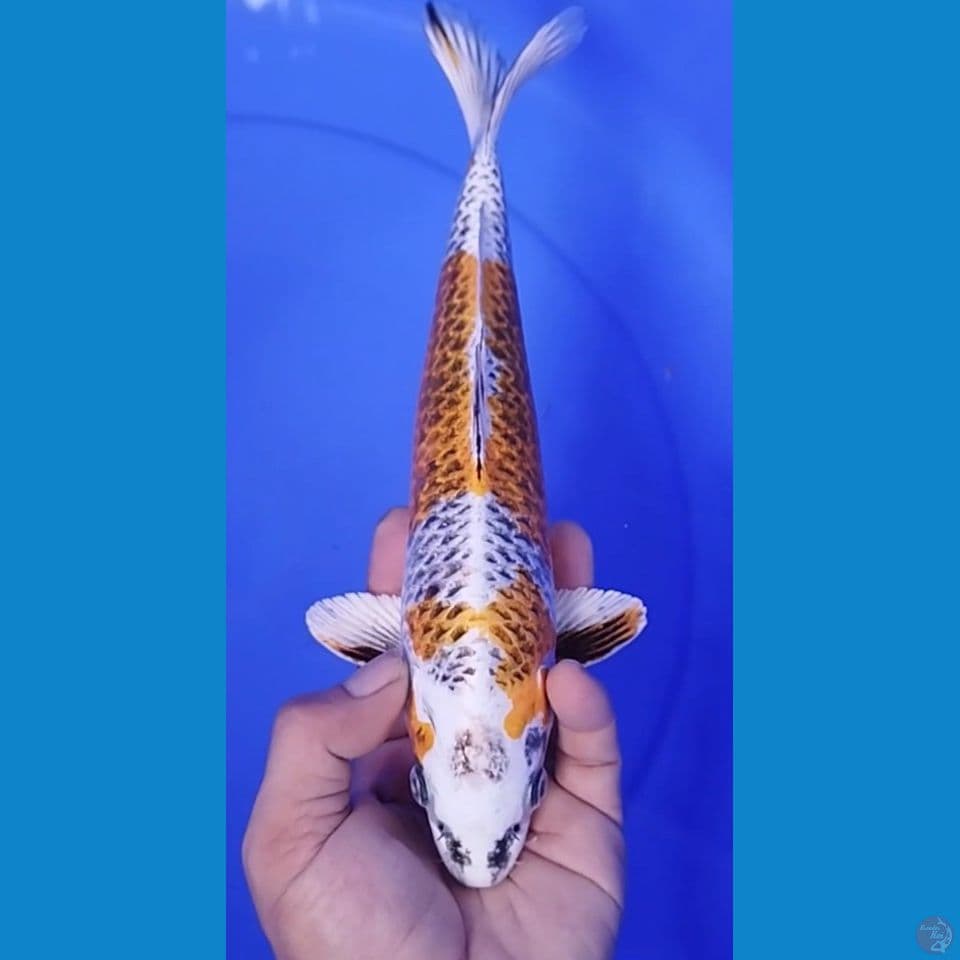 KUJAKU 30CM MALE