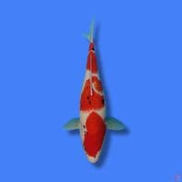 Sanke 34cm