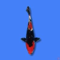 Showa 32cm