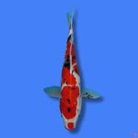 Sanke 43cm