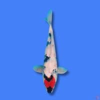 Tc Showa 33cm
