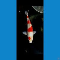 kohaku Hq jantan 35 cm