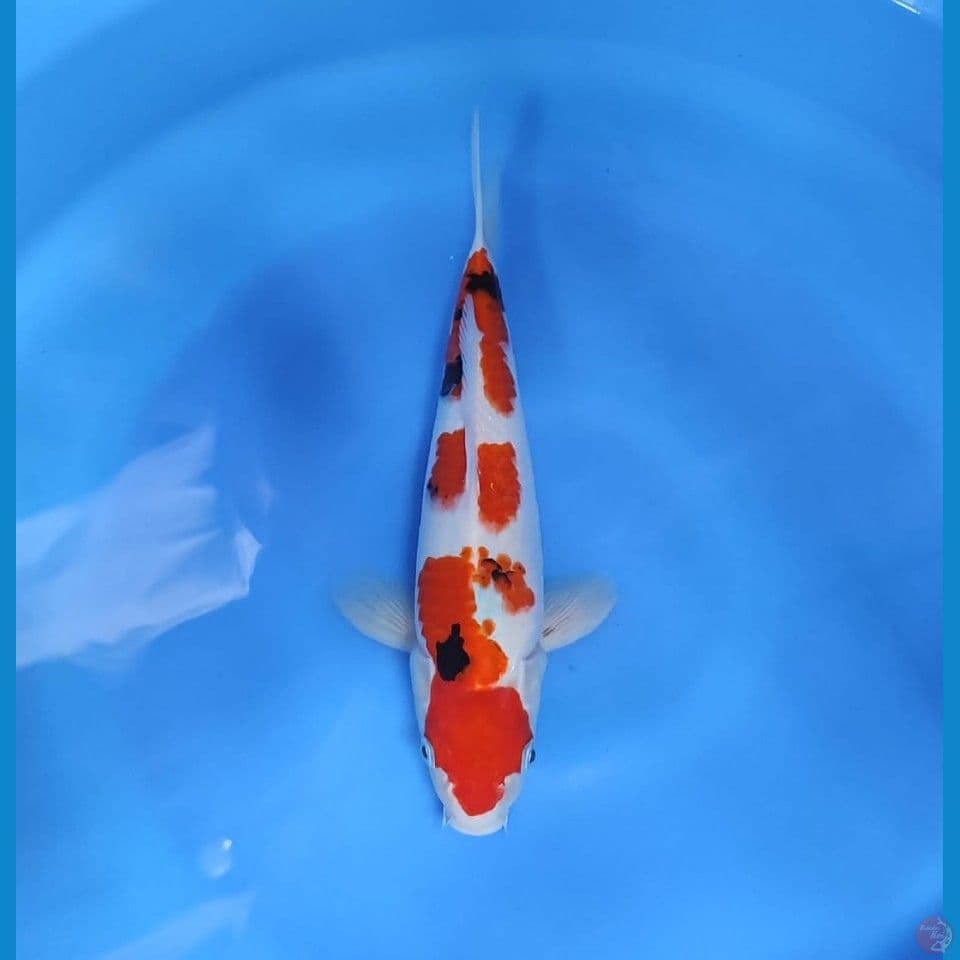 sowa 34cm