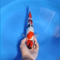 sowa 30cm/male