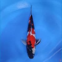 sowa male 31cm/male