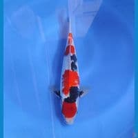 sowa 31cm/male