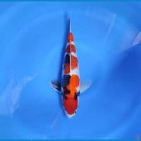 sowa 31cm/male