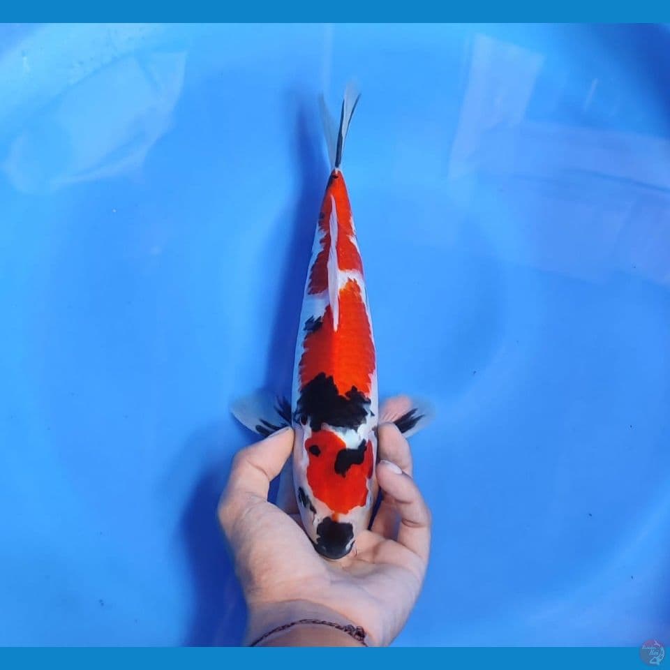 sowa 30cm/male