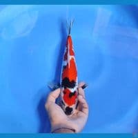 sowa 30cm/male