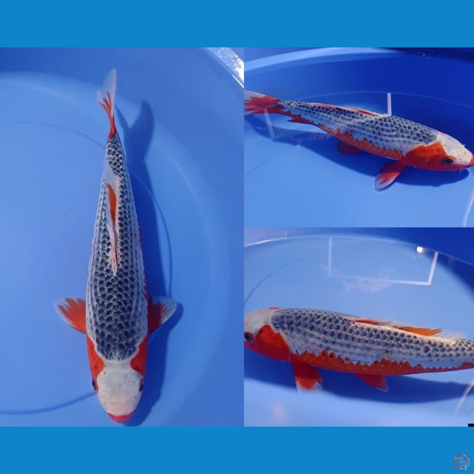 Good Quality Asagi 40bu , tepatnya 39cm 