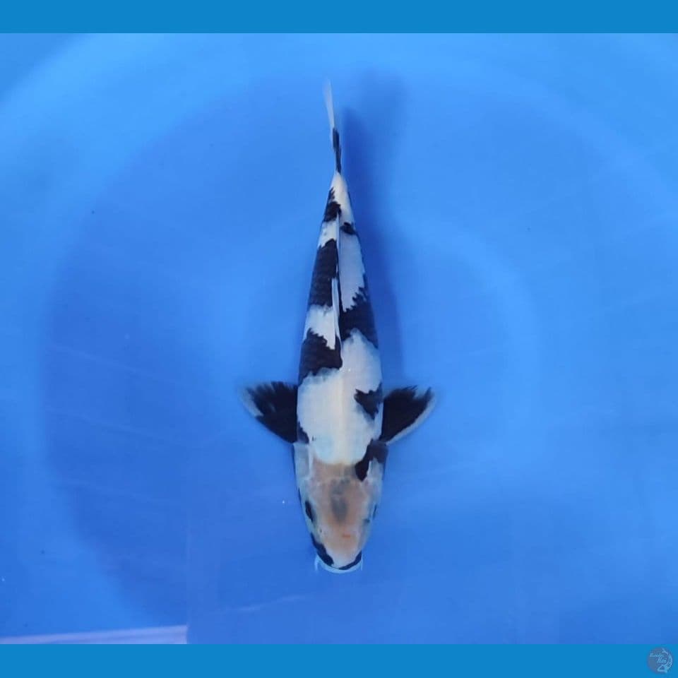shiro 29cm