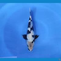 shiro 29cm