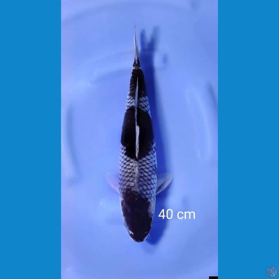 ANTIK kawarimono 40CM