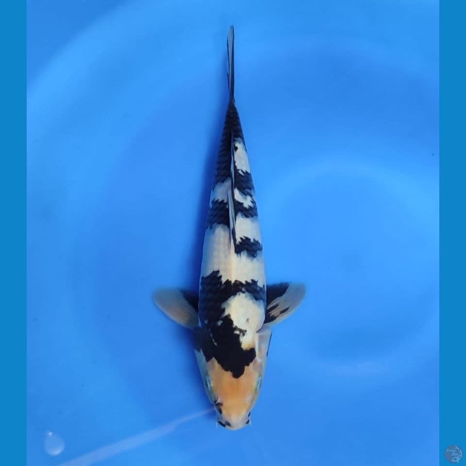 siro 32cm