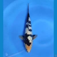siro 32cm