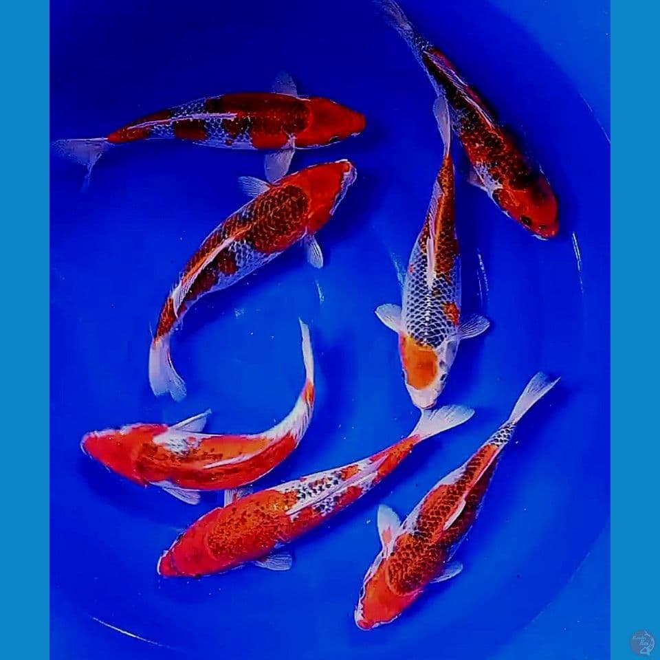 30 cm goshiki 7 ek