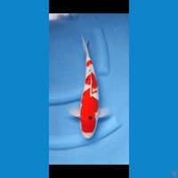 Taiso sanke 31 cm original