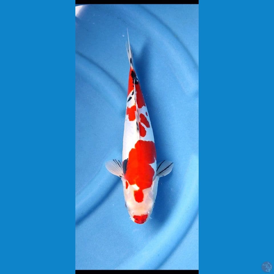 Sanke bergincu 30 cm