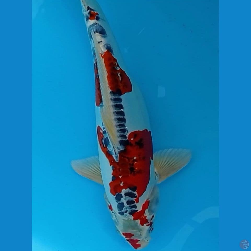 Kujaku Doit Jantan 45 cm