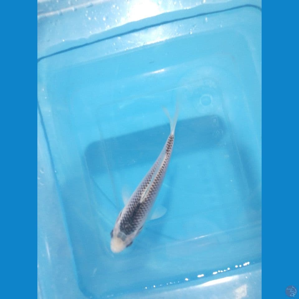 asagi jaring rapi 14 cm