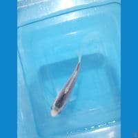 asagi jaring rapi 14 cm