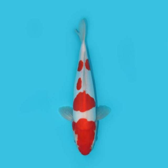 Kohaku Doitsu 28 cm