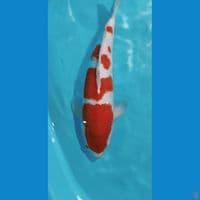 KOHAKU ORIGINAL 44CM MALE