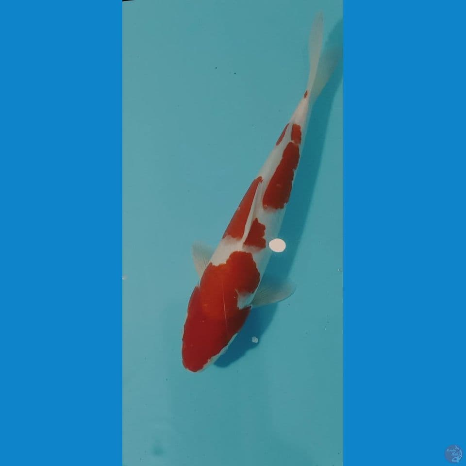 Kohaku Original Male 35cm